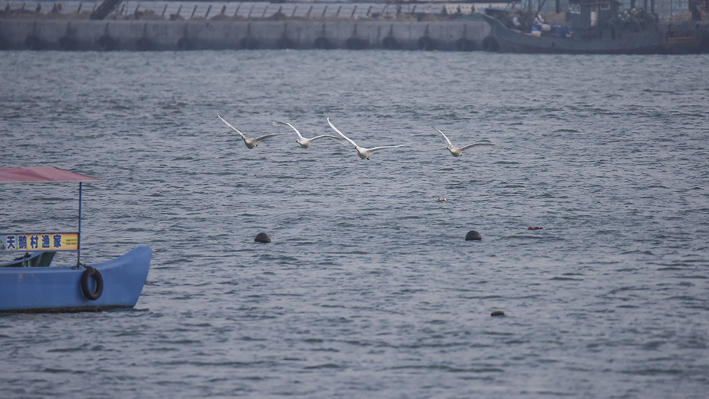 2015��1��12��ɽ�� a6781.jpg