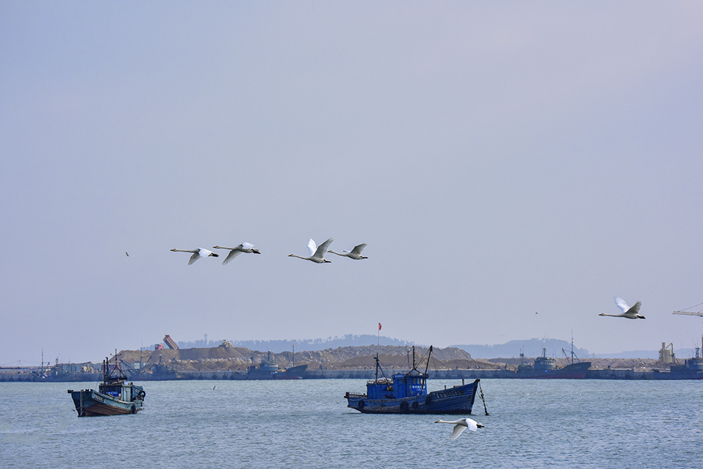 2015��1��12��ɽ�� a2621.jpg