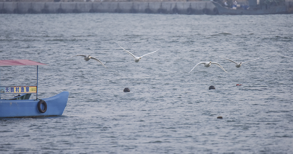 2015��1��12��ɽ�� a6871.jpg