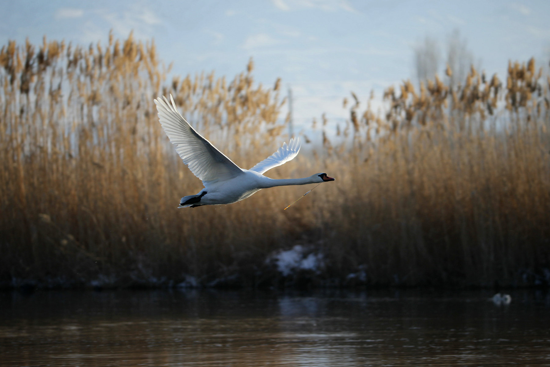 Ϊʲô���� (1).jpg