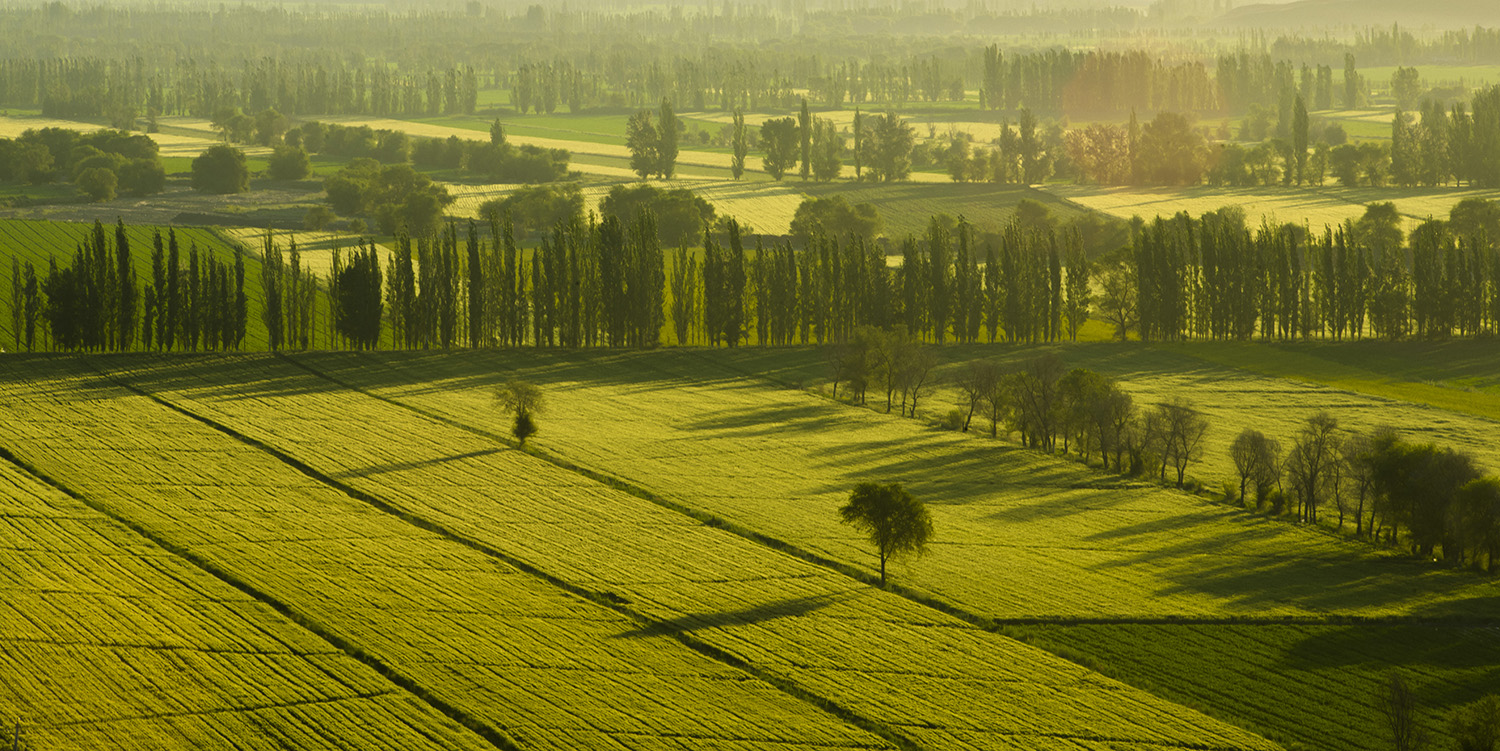 ���񻯵ı�������