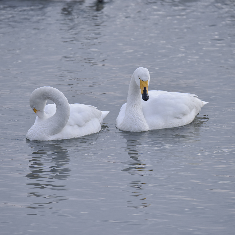 2015��1��12��ɽ�� a2261.jpg