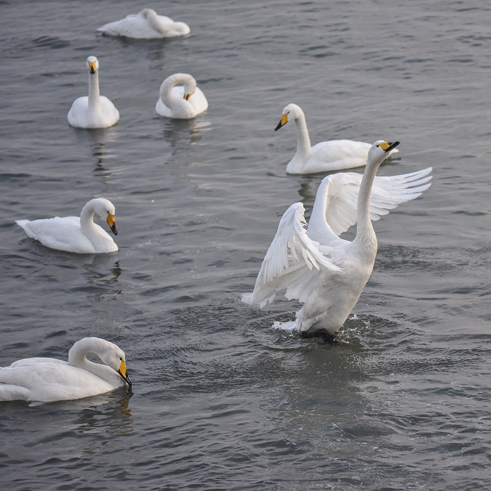 2015��1��12��ɽ�� a6371.jpg