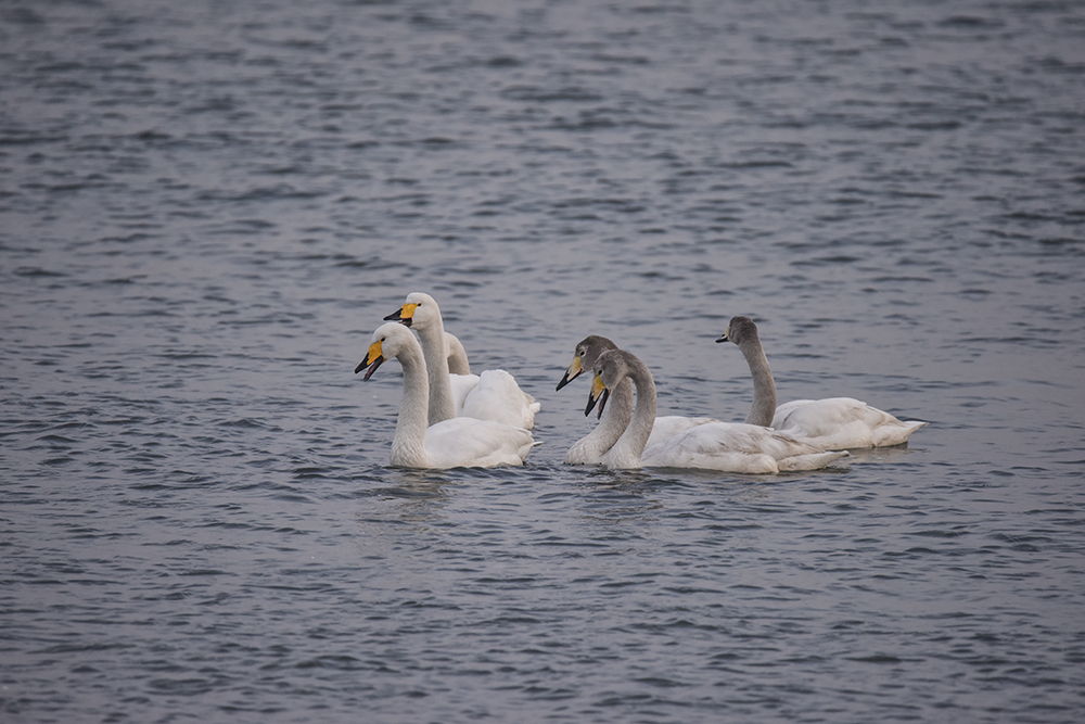 2015��1��12��ɽ�� a7201.jpg