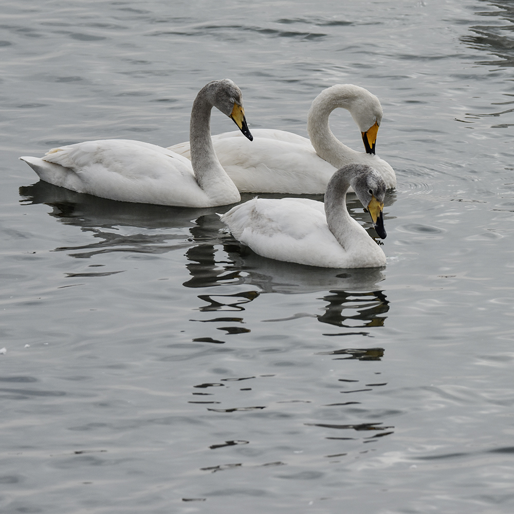 2015��1��12��ɽ�� a0151.jpg