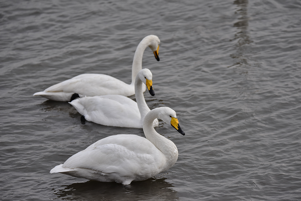 2015��1��12��ɽ�� a1711.jpg