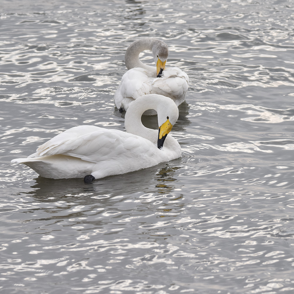 2015��1��12��ɽ�� a1741.jpg