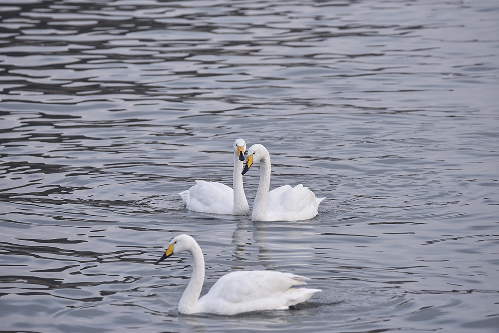 2015��1��12��ɽ�� a5281.jpg