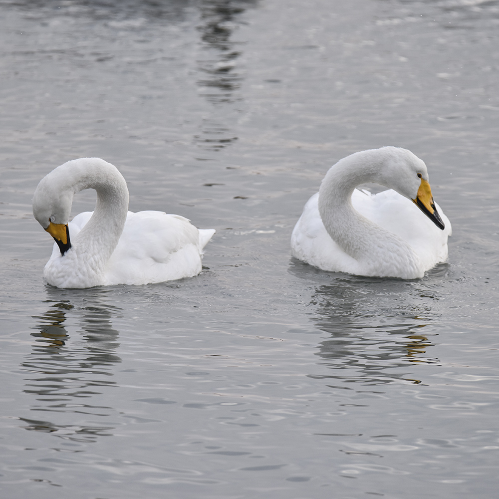 2015��1��12��ɽ��a 2291.jpg