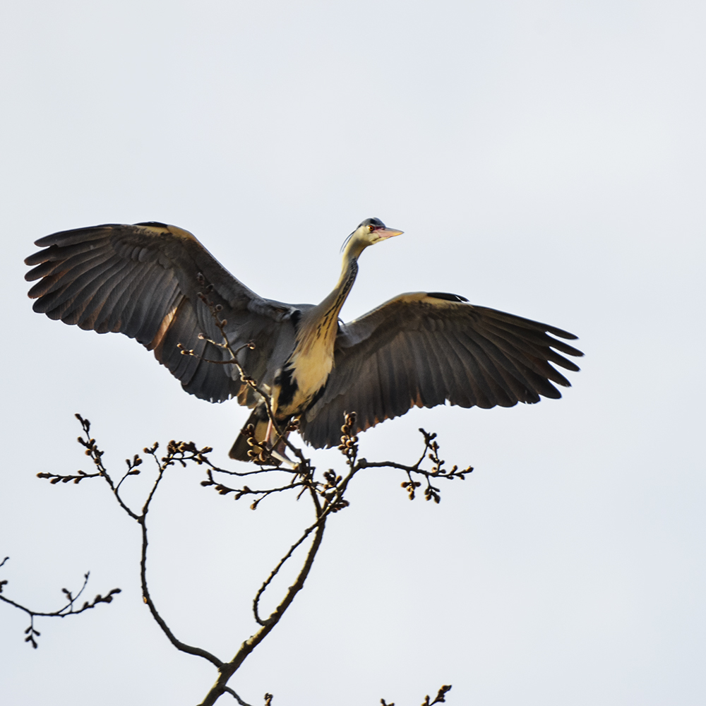 2015��3��16��ˮĥͷ�� a1811.jpg