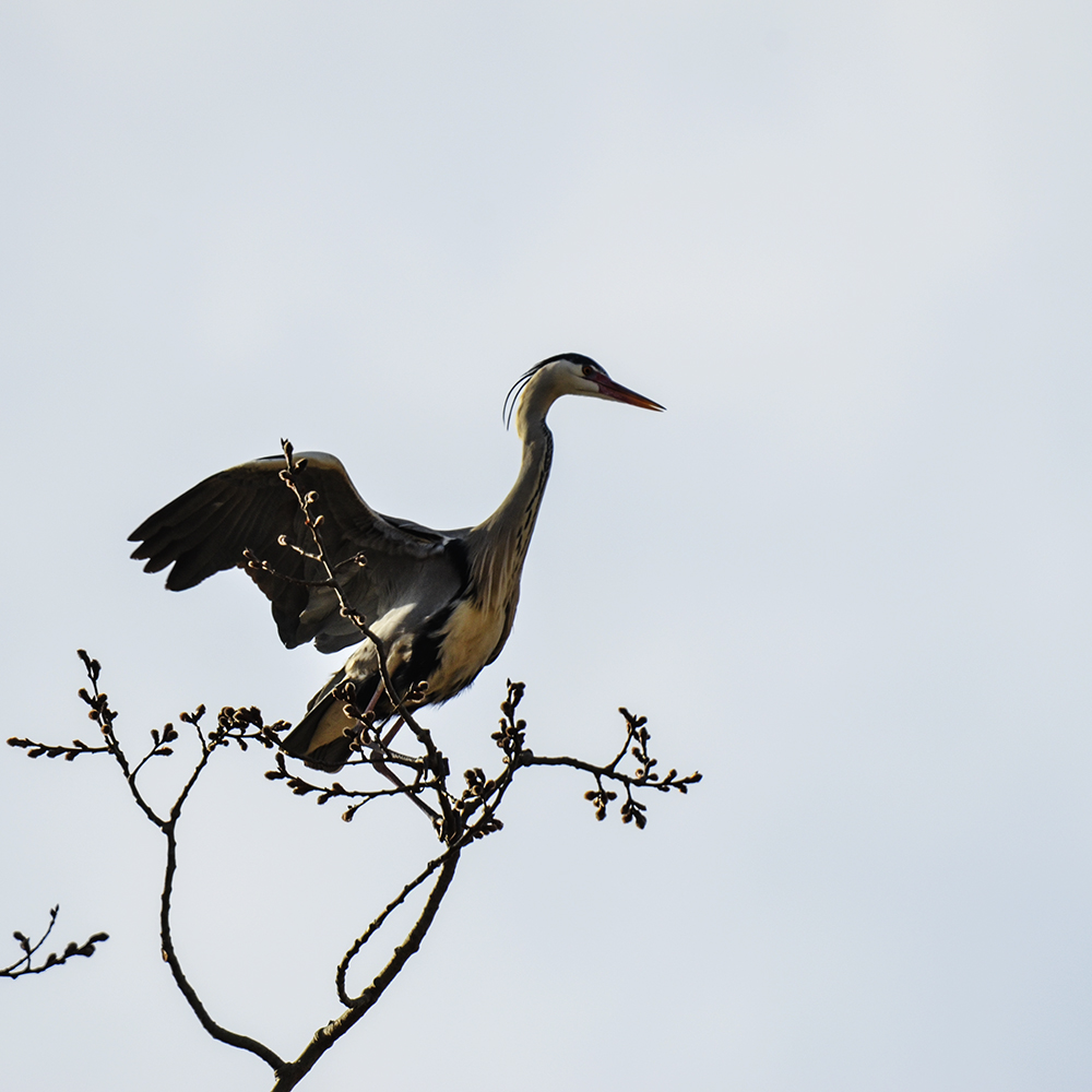 2015��3��16��ˮĥͷ�� a1851.jpg