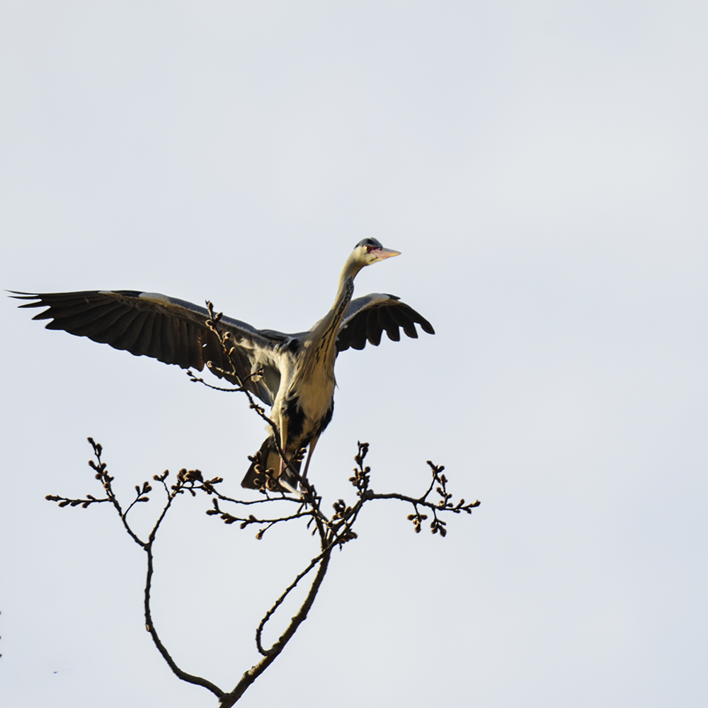 2015��3��16��ˮĥͷ�� a1801.jpg