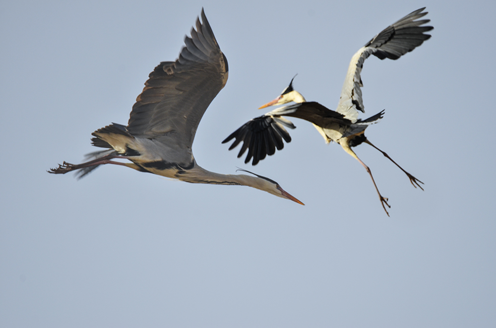 2015��3��16��ˮĥͷ�� a4861.jpg