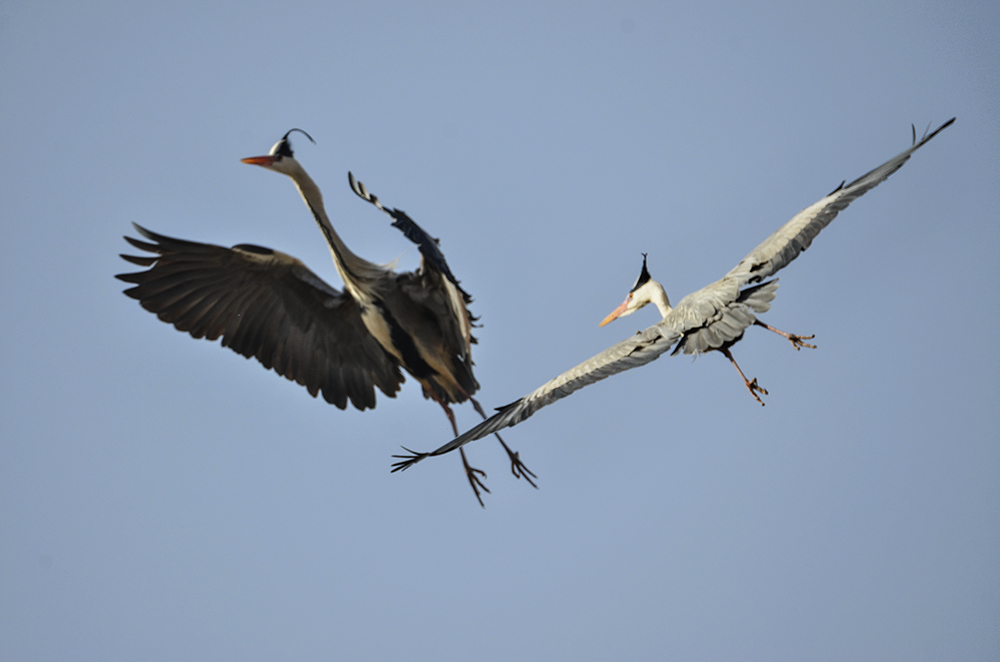 2015��3��16��ˮĥͷ�� a4851.jpg