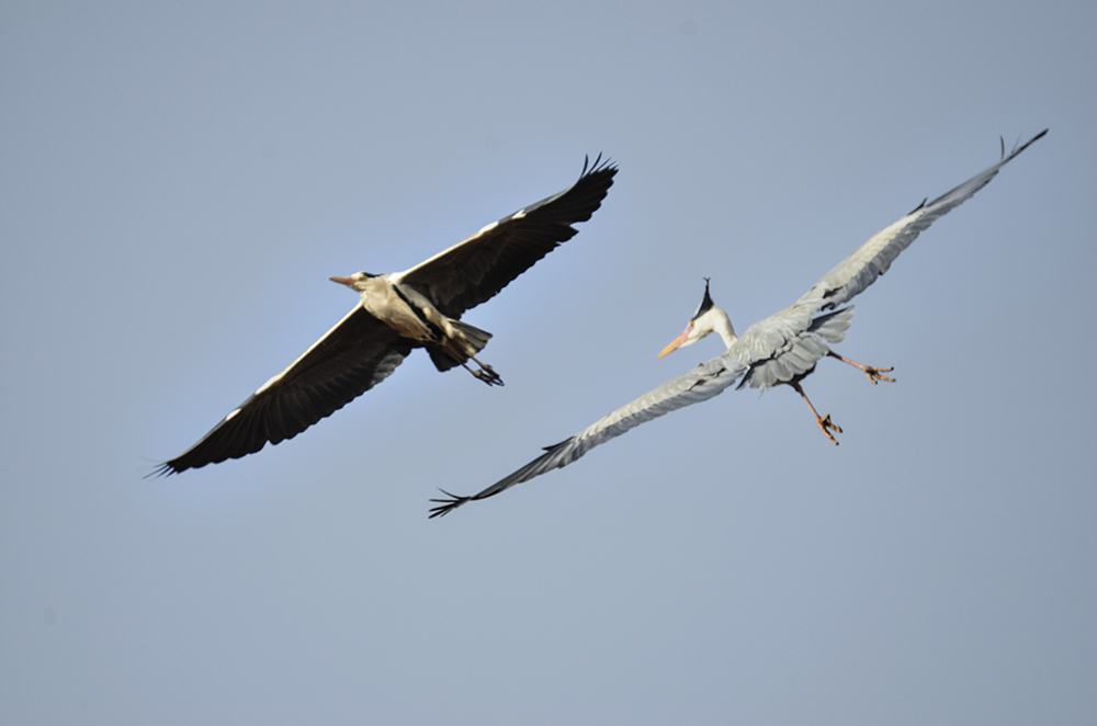 2015��3��16��ˮĥͷ�� a1511.jpg