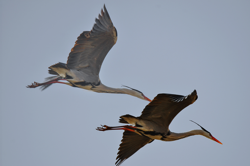 2015��3��16��ˮĥͷ�� a4801.jpg