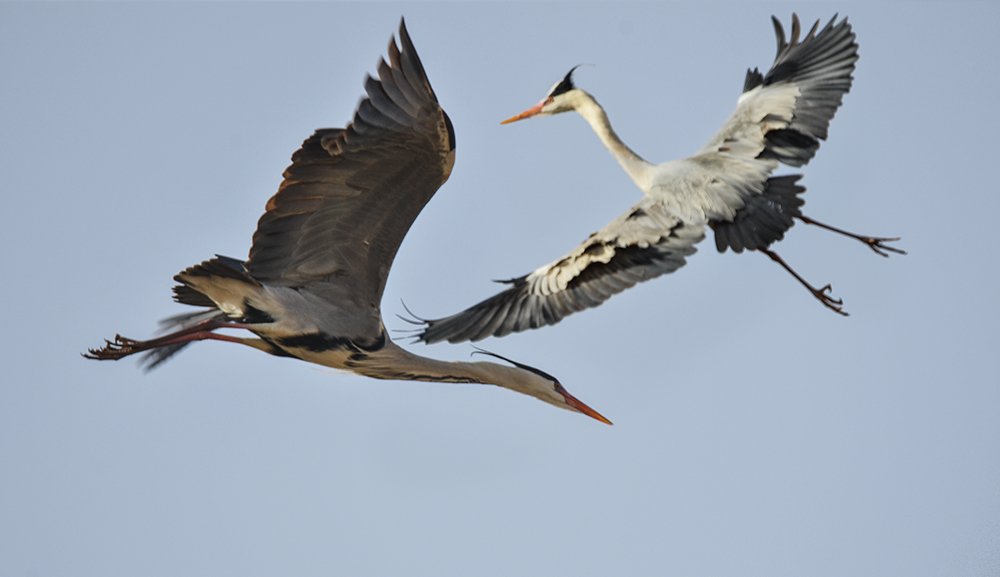 2015��3��16��ˮĥͷ�� a4871.jpg