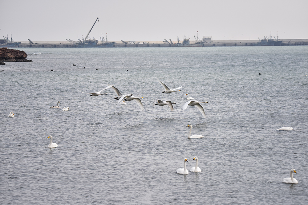 2015��1��12��ɽ�� a0831.jpg