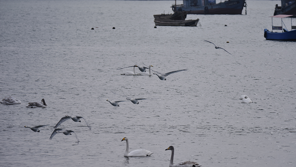 2015��1��12��ɽ�� a1891.jpg