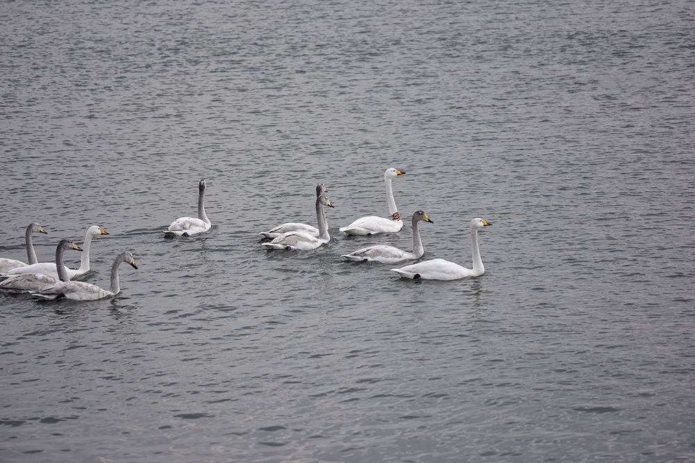 2015��1��12��ɽ�� a2241.jpg