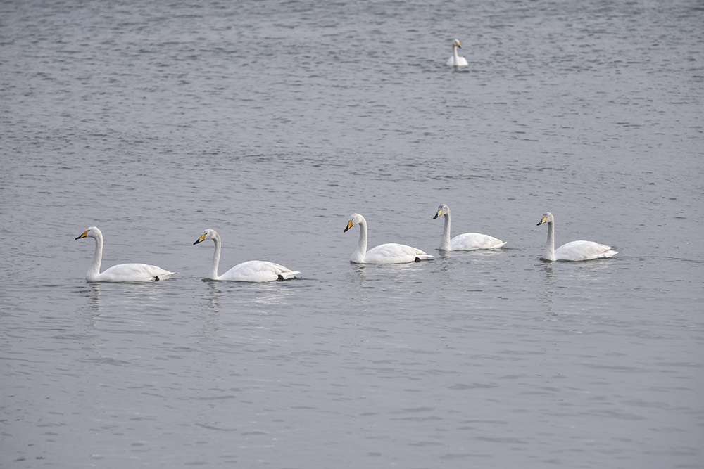 2015��1��12��ɽ�� a2431.jpg