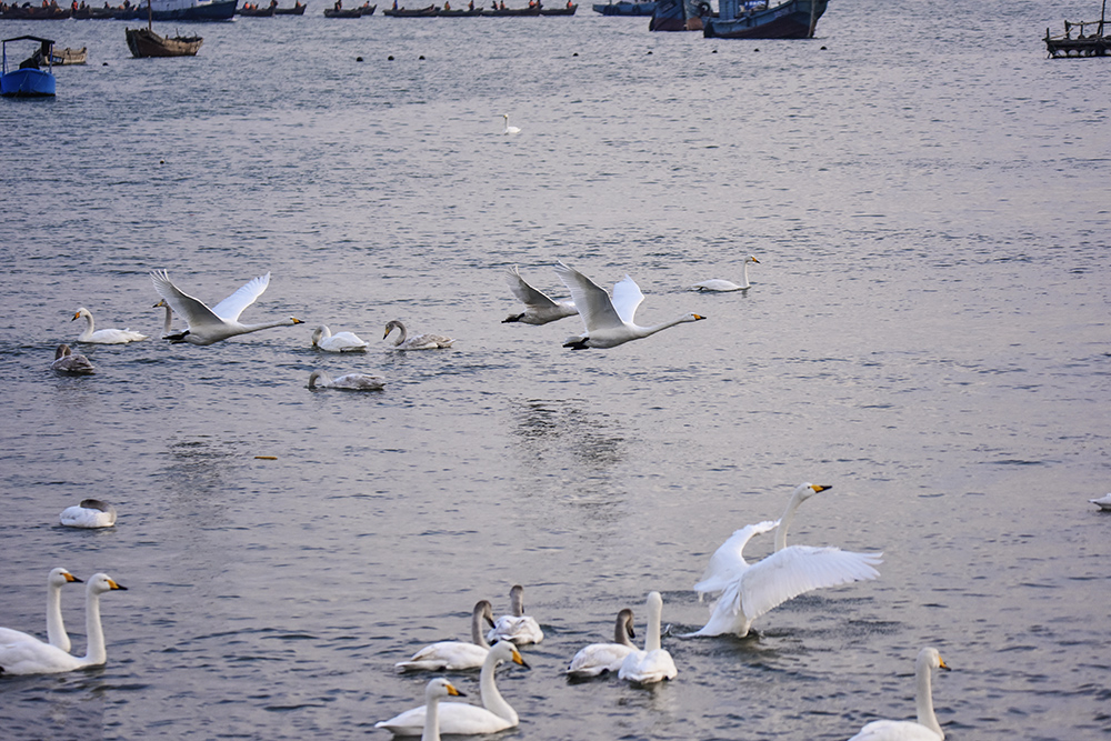 2015��1��12��ɽ�� a6471.jpg