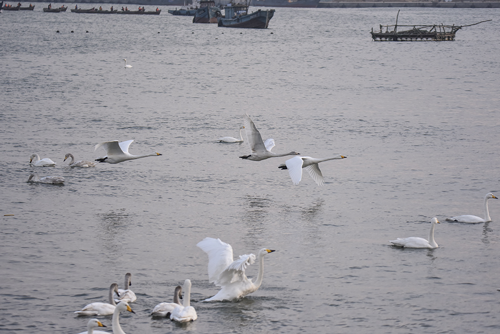 2015��1��12��ɽ�� a6481.jpg