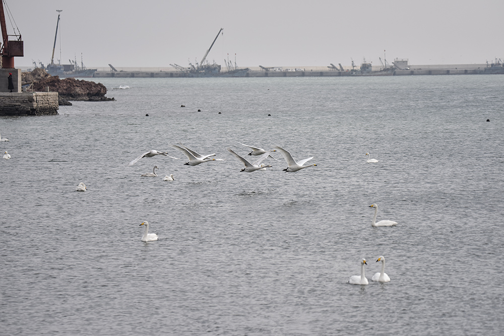 2015��1��12��ɽ�� a0821.jpg