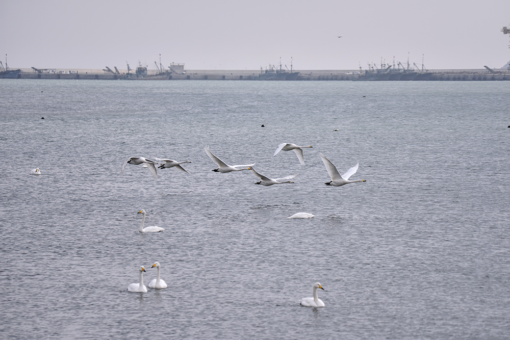 2015��1��12��ɽ�� a0851.jpg