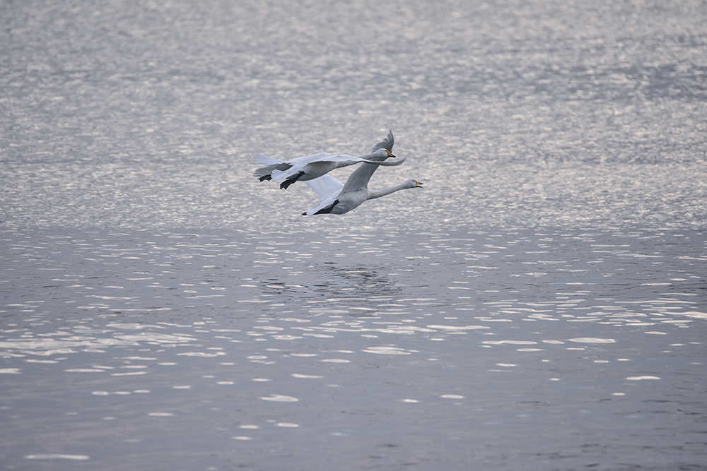 2015��1��12��ɽ�� a5521.jpg