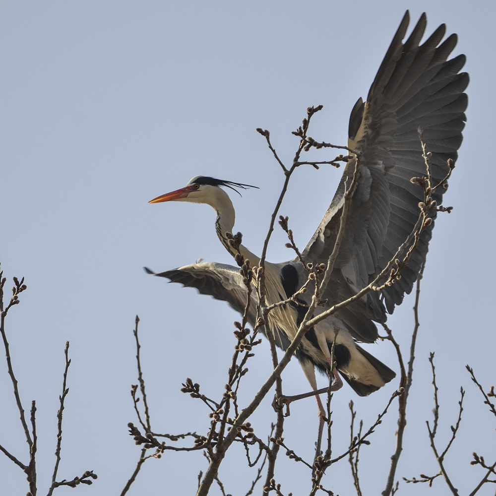 2015��3��16��ˮĥͷ�� a4241.jpg