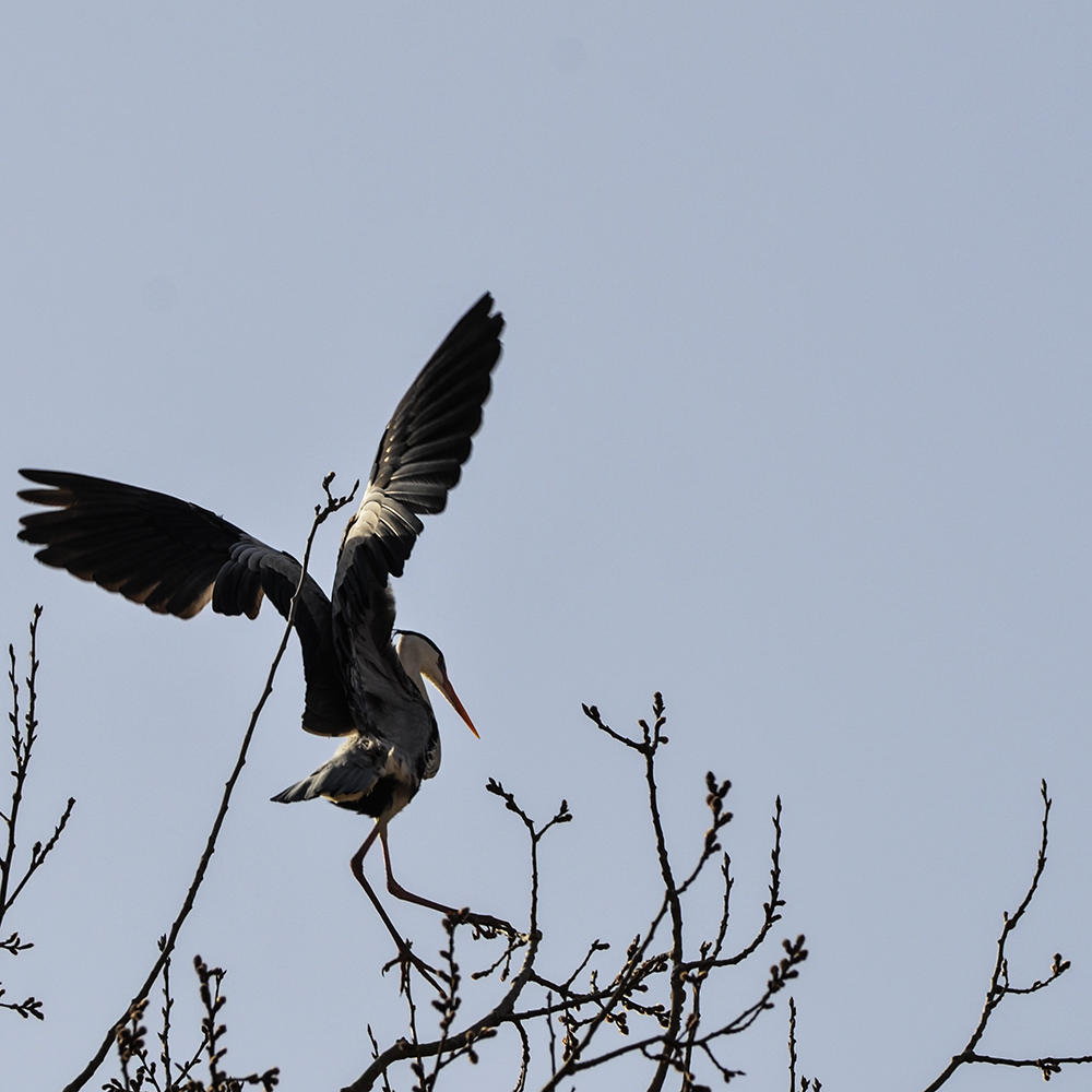 2015��3��16��ˮĥͷ�� a5191.jpg