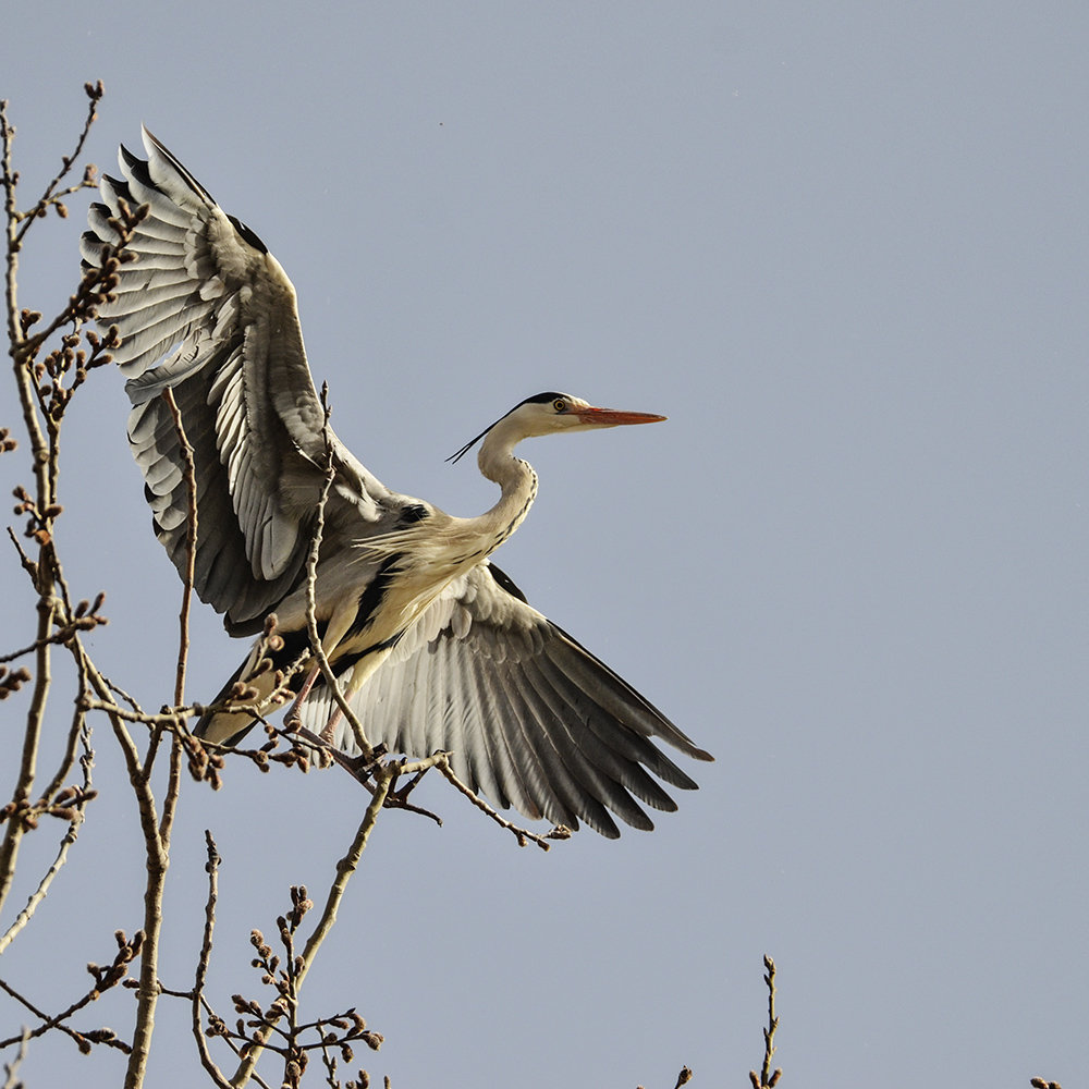 2015��3��16��ˮĥͷ�� a7341.jpg