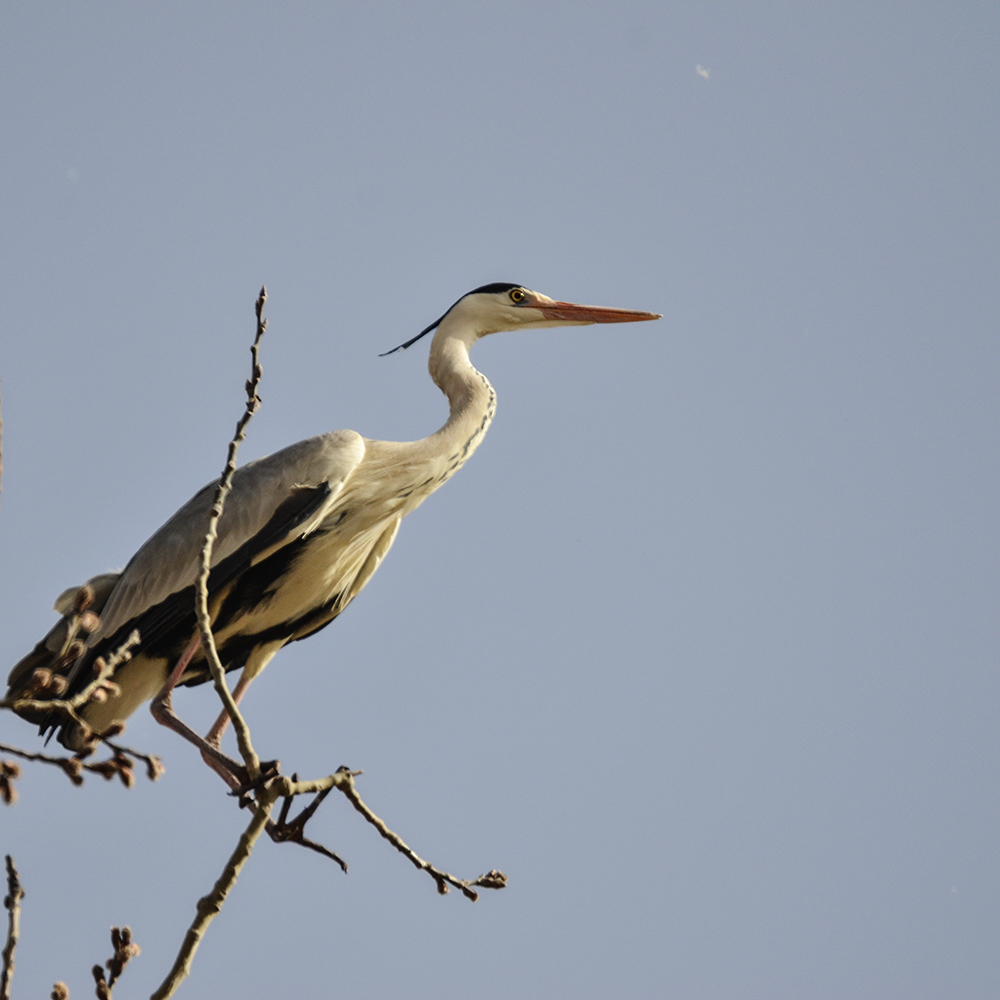 2015��3��16��ˮĥͷ�� a7401.jpg