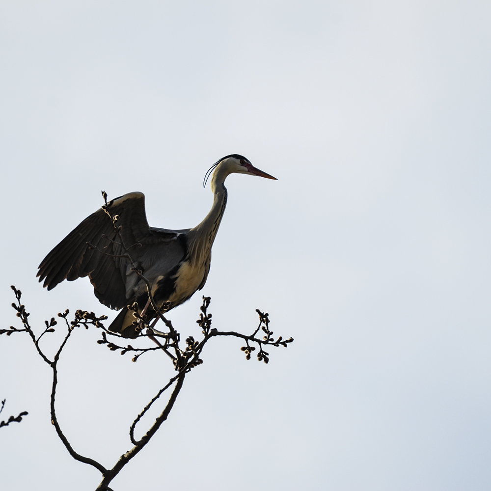 2015��3��16��ˮĥͷ�� a1861.jpg