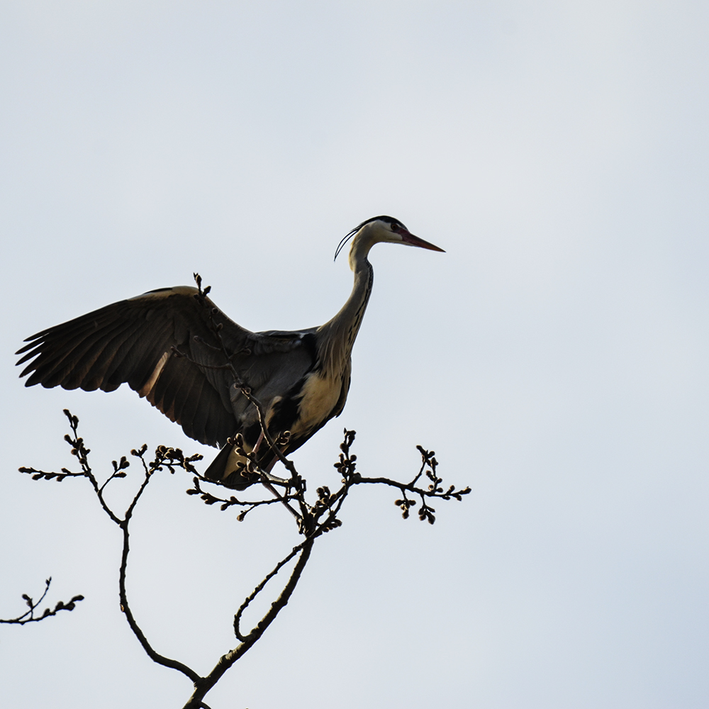 2015��3��16��ˮĥͷ�� a1881.jpg