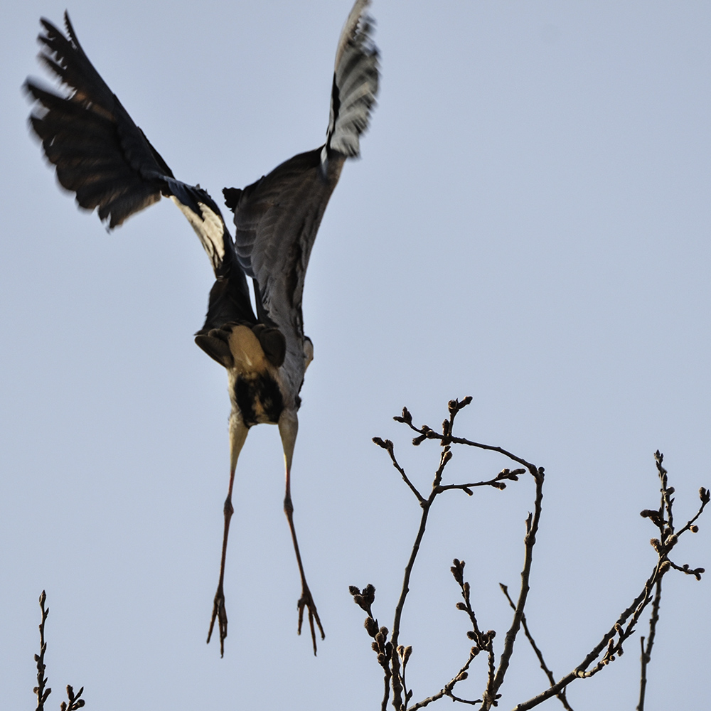 2015��3��16��ˮĥͷ�� a4191.jpg