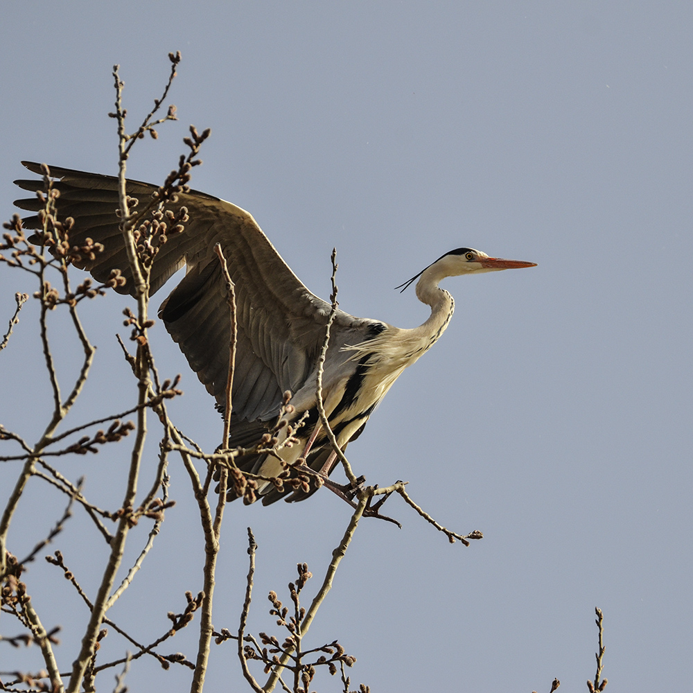 2015��3��16��ˮĥͷ�� a7331.jpg