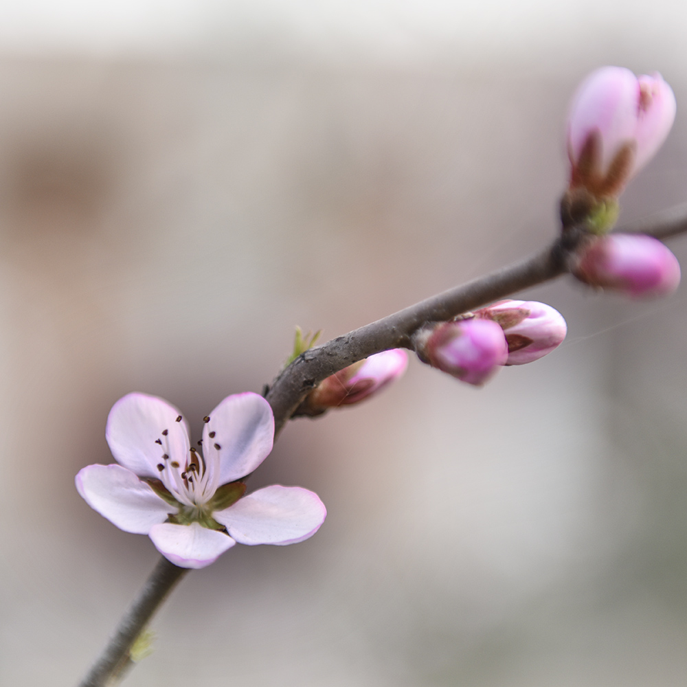 2015��3��17���һ� a0131.jpg