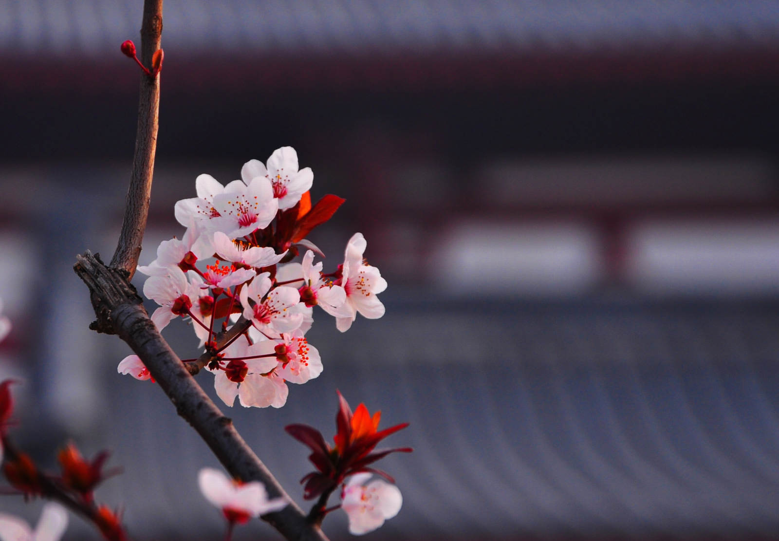 20150328��Ӱ (13).jpg