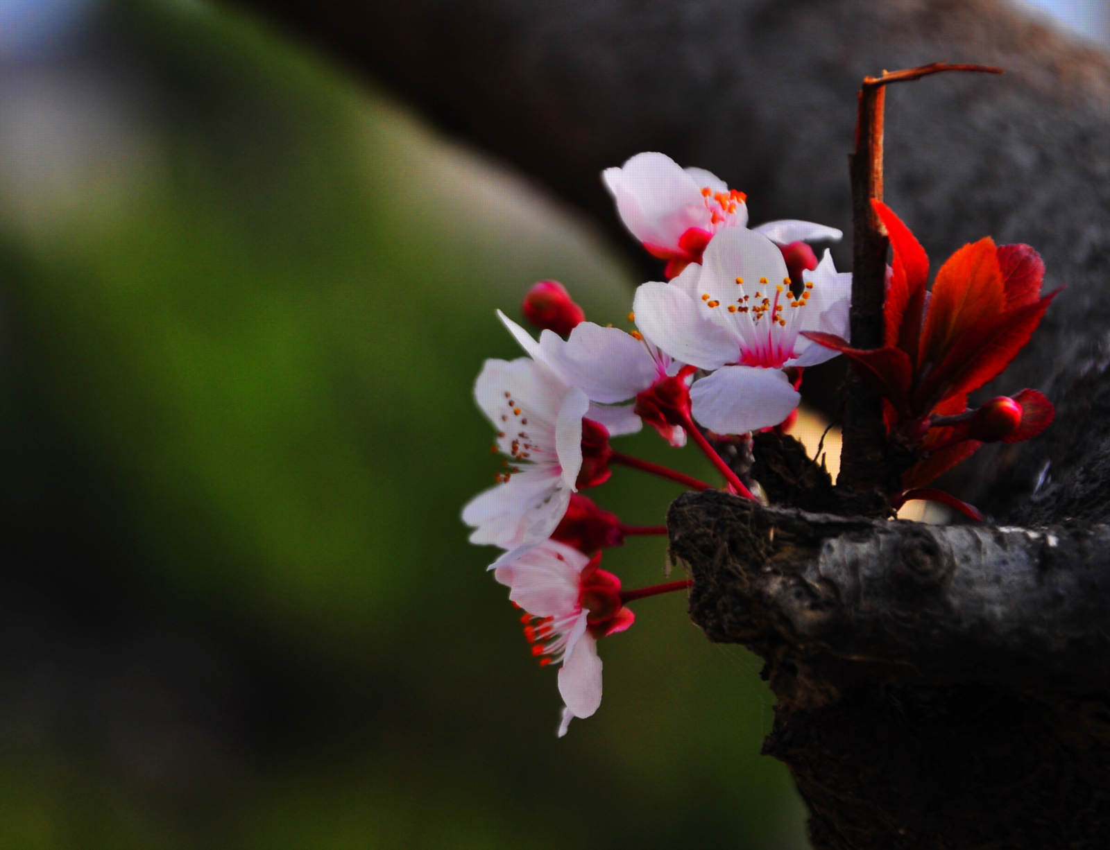 20150328��Ӱ (114).jpg