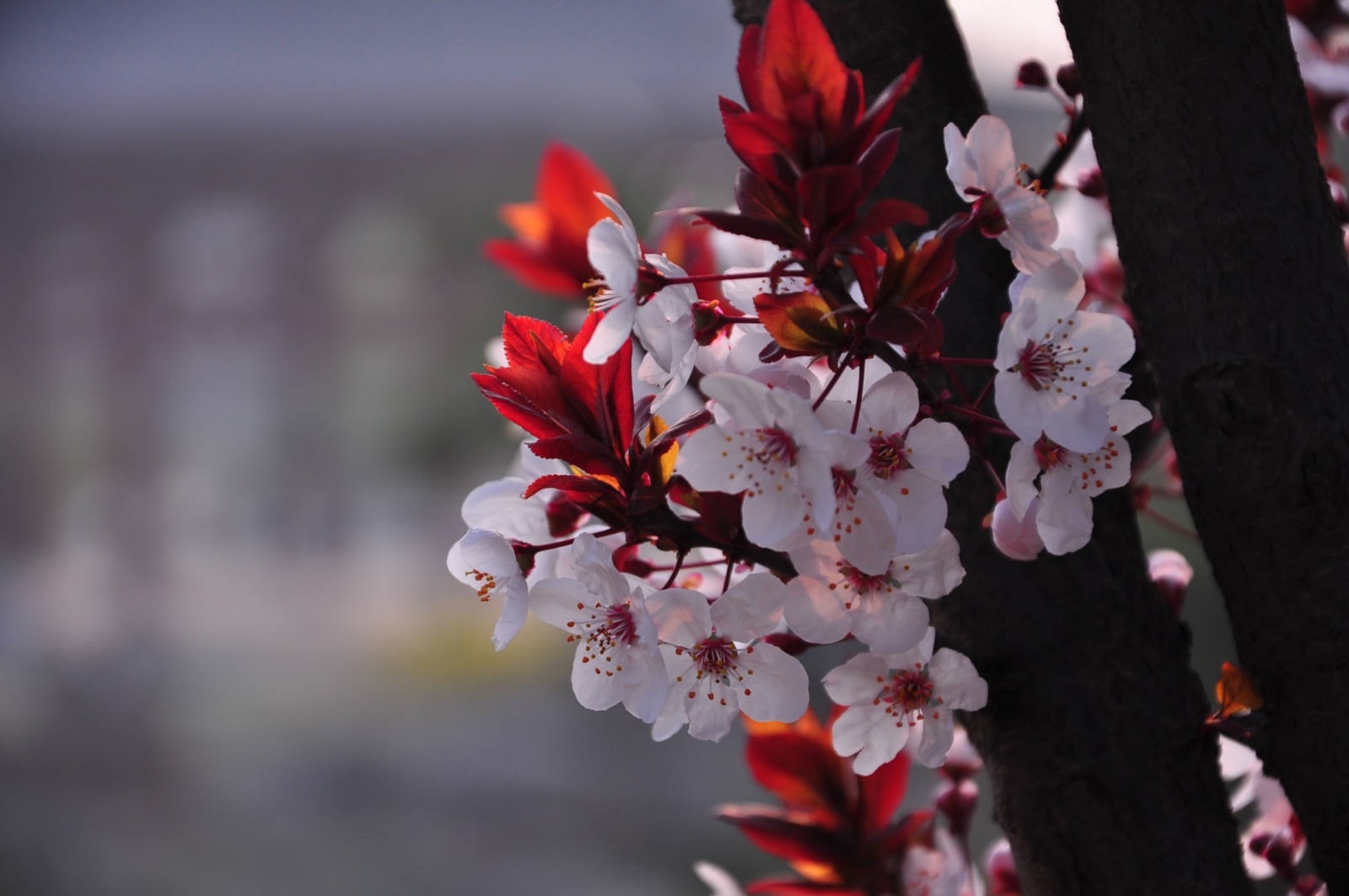 20150328��Ӱ (138).jpg