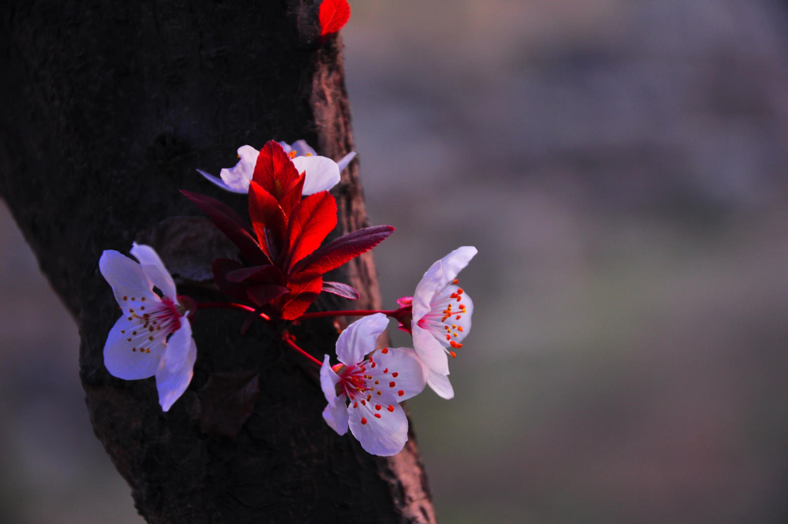 20150328��Ӱ (137).jpg