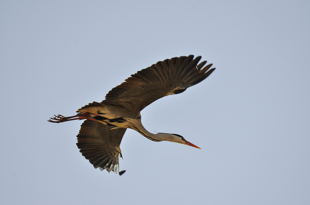 2015��3��16��ˮĥͷ�� a4751.jpg