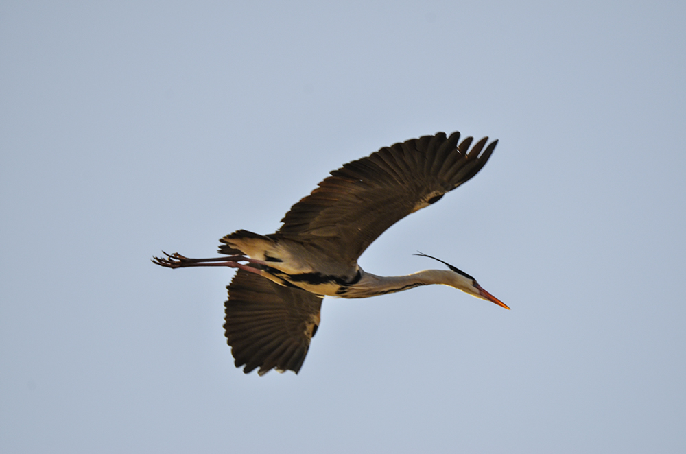 2015��3��16��ˮĥͷ�� a4791.jpg