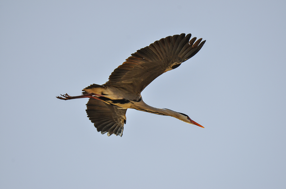 2015��3��16��ˮĥͷ�� a4771.jpg