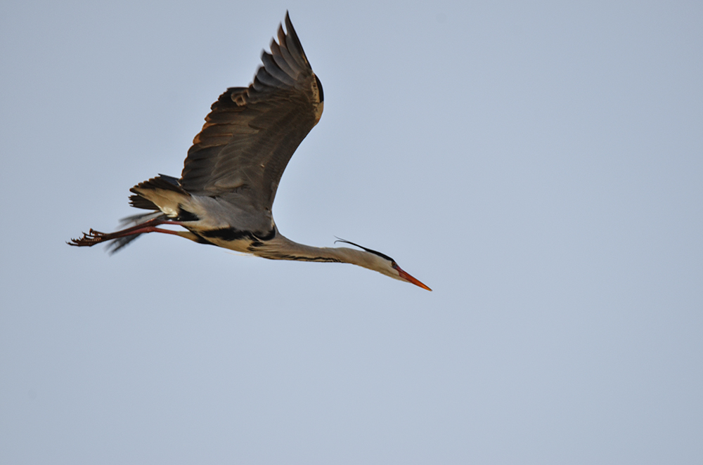 2015��3��16��ˮĥͷ�� a4781.jpg