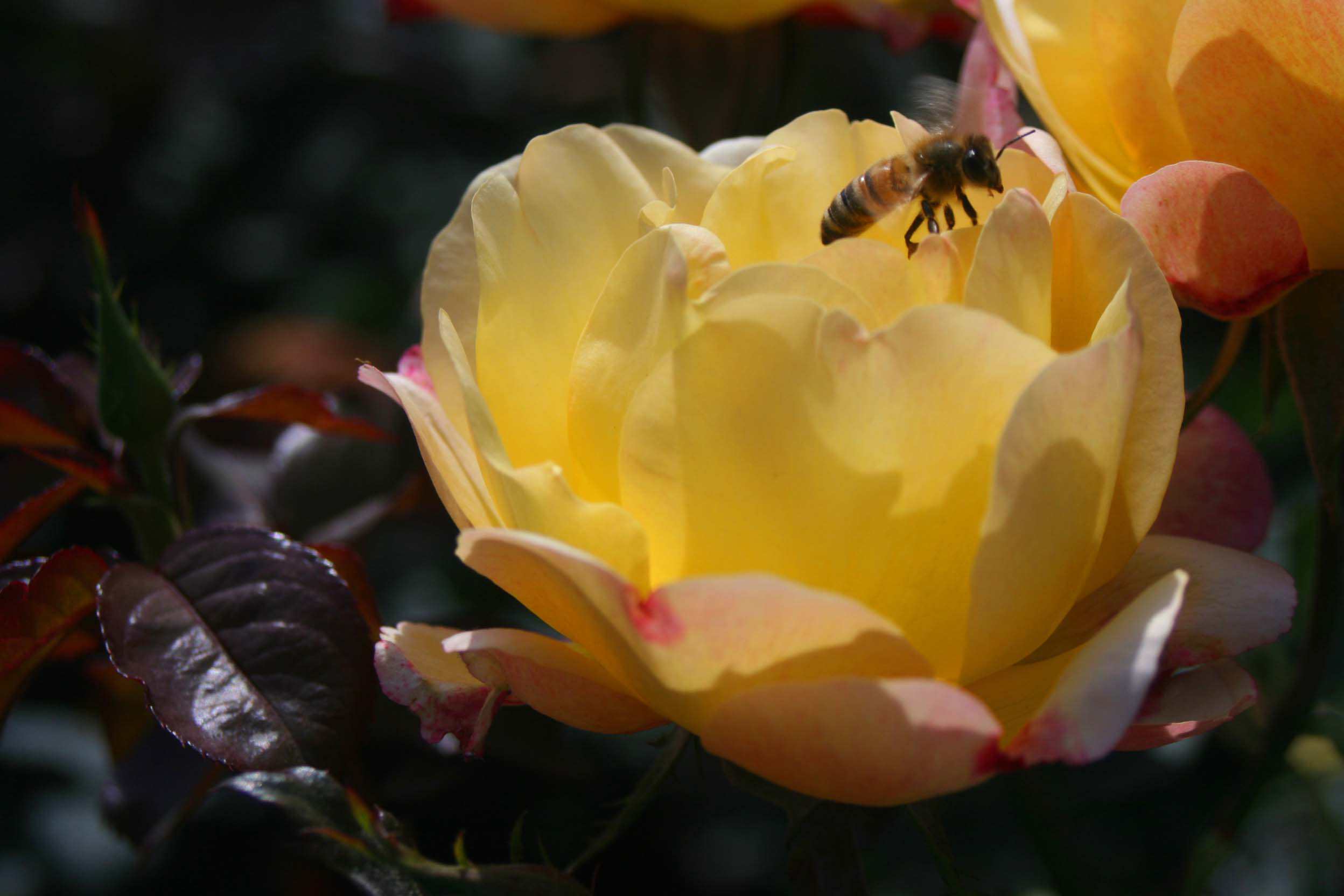 IMG_0985 ����_����.jpg