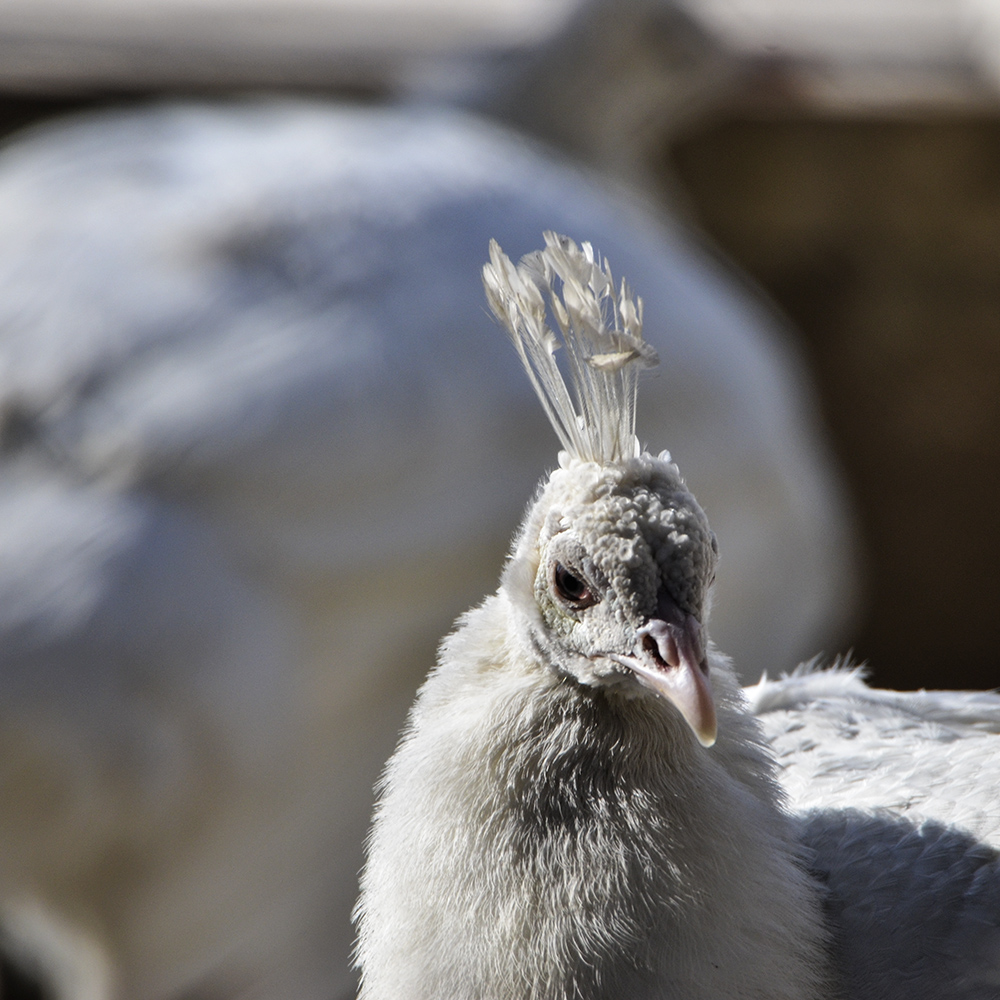 2015��2��23��̫ԭ a0571.jpg