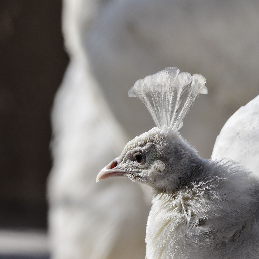 2015��2��23��̫ԭ a0611.jpg